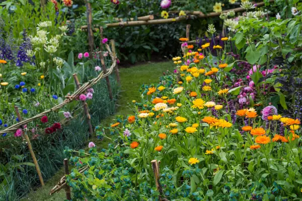 Calendula growing in a border display