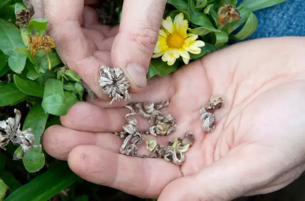 How to save calendula seed