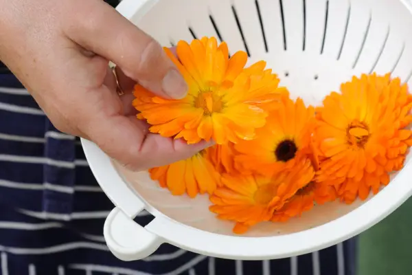 Pick pot marigold flowers
