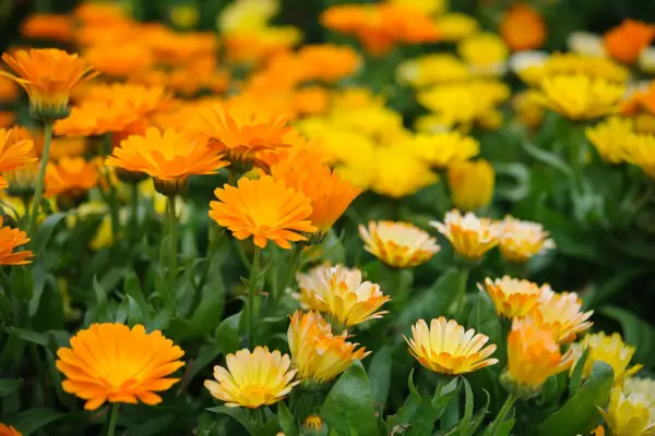 How to grow calendula