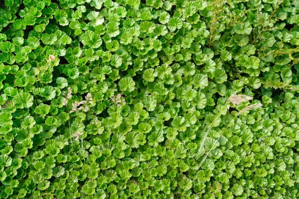 Gunnera magellanica. Getty Images