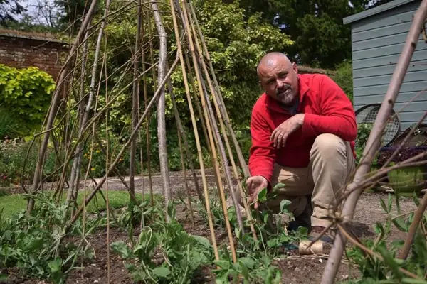 How to grow sweet peas - planting out sweet peas