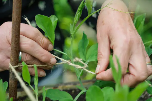 How to grow sweet peas - tying in sweet peas