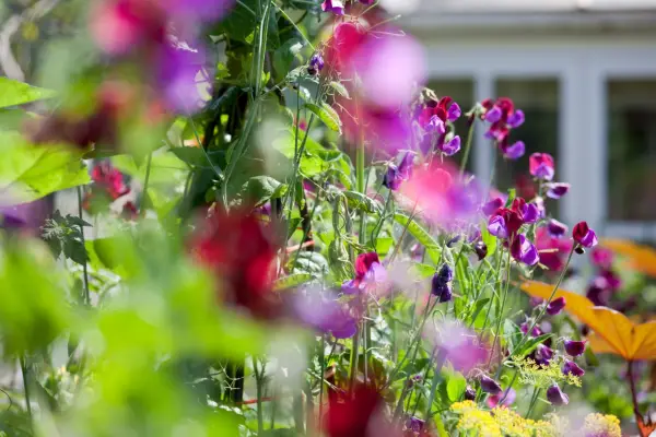 How to grow sweet peas