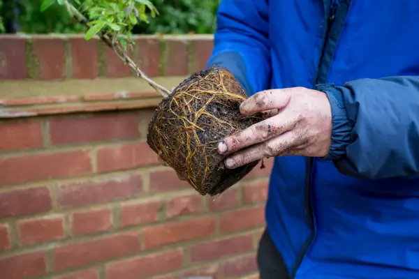Teasing he roots from the rootball