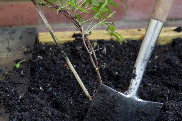 Planting the climber