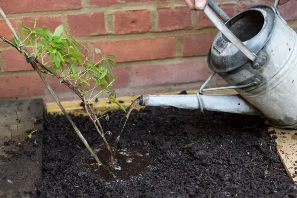 Watering the climbers