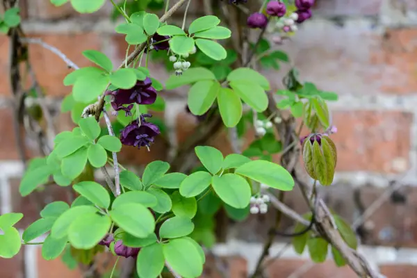 Cum să plantezi alpinisti