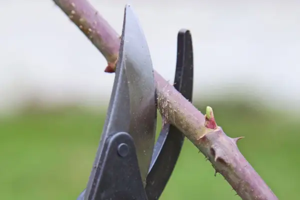 How to winter-prune trees and shrubs - pruning too far from a bud