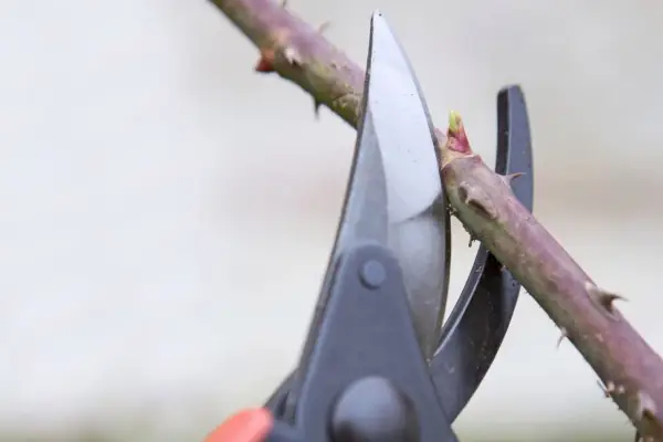 How to winter-prune trees and shrubs - pruning too close to a bud