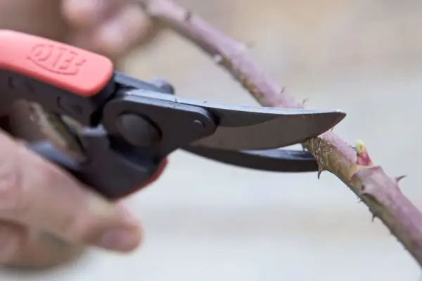How to winter-prune trees and shrubs - cutting at the wrong angle