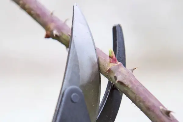 How to winter-prune trees and shrubs - cutting just above a bud