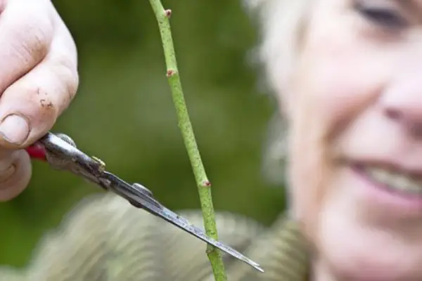 How to winter-prune trees and shrubs