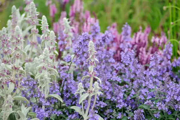 Stachys byzantina with catmint and salvias
