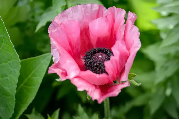 Papaver orientale 