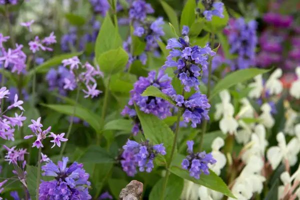 Nepeta subsessilis