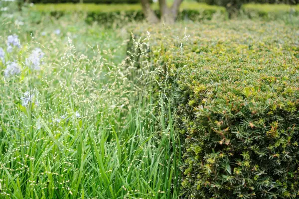 Clipped yew hedge with Melica altissima grassClipped yew hedge with Melica altissima grass