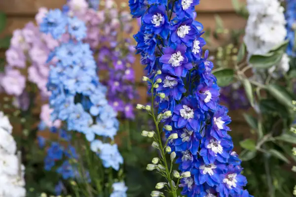 Delphinium 
