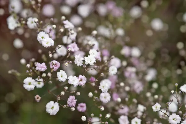 Gypsophila paniculata