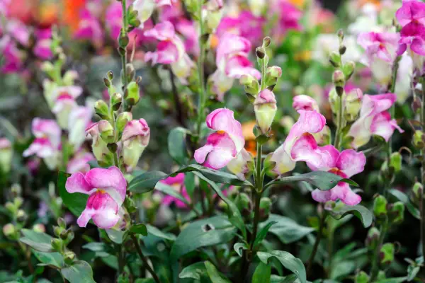 Antirrhinum 