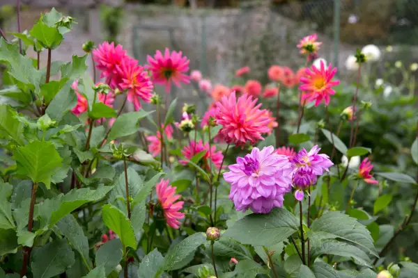 Pink dahlias