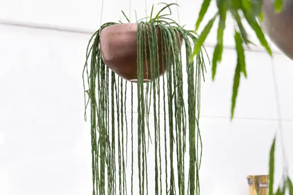 Chain cactus, Rhipsalis paradoxa 