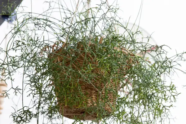 Coral cactus, Rhipsalis cereuscula