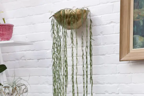 Wax plant, Hoya linearis