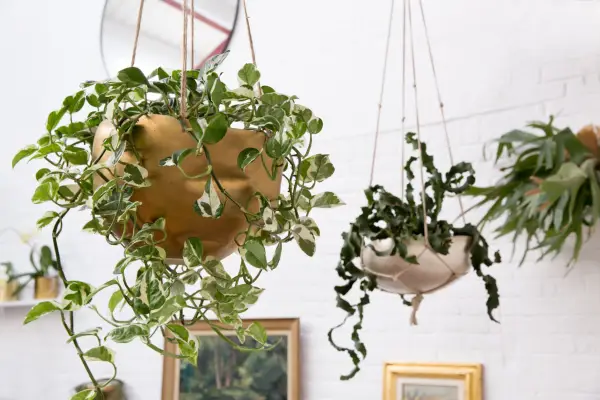 Curly locks orchid cactus, Epiphyllum hookeri subsp. guatemalense (background)