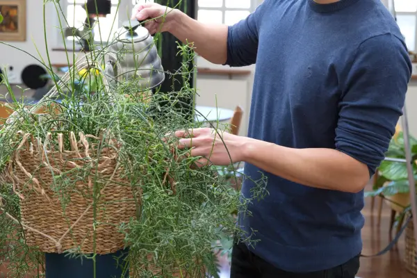 Watering hanging houseplants