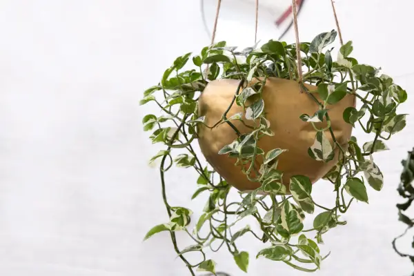 Golden pothos, Epipremnum aureum 