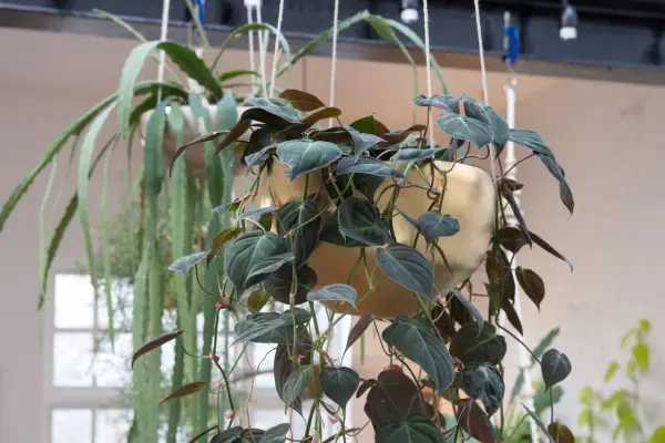 Heart-leaf philodendron, Philodendron scandens 