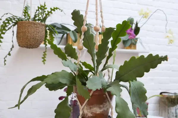 Orchid cactus in a hanging pot