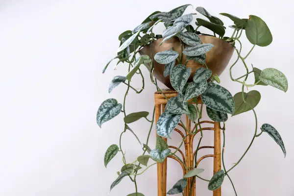 Satin pothos, Scindapsus pictus 