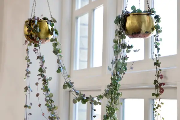 String of hearts, Ceropegia woodii