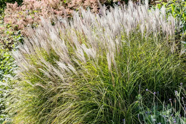 How to grow miscanthus – Miscanthus sinensis