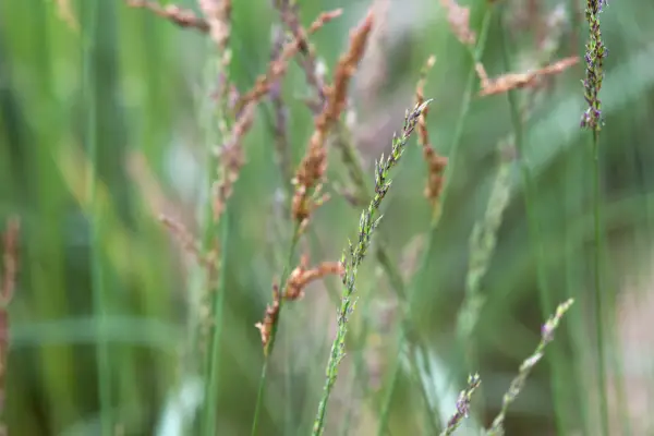 Molinia caerulea subsp. caerulea 
