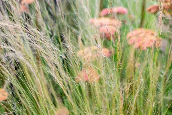 Stipa tenuissima 