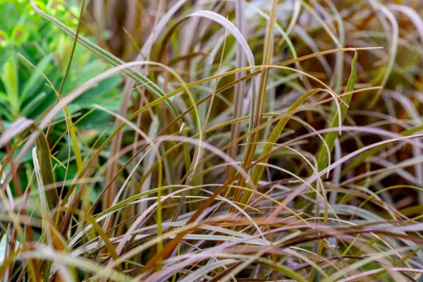 Hook sedge, Uncinia rubra