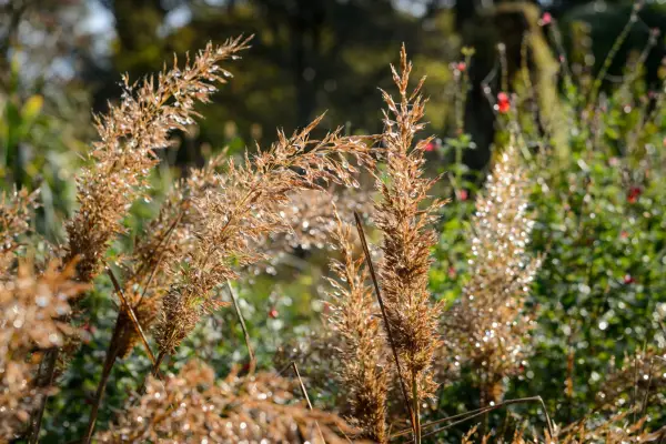 Calamagrostis brachystachys