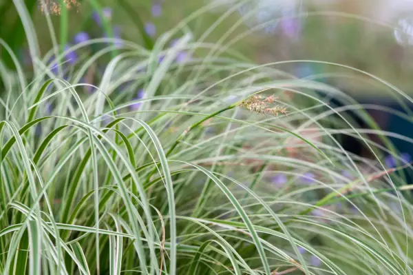 Carex oshimensis 