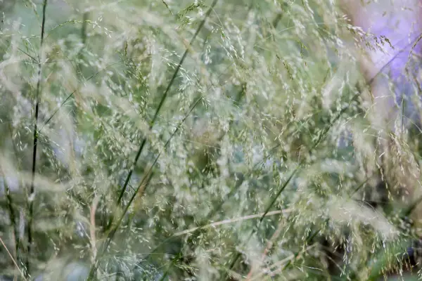 Deschampsia cespitosa