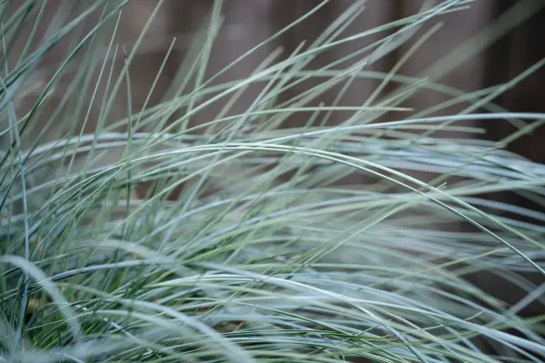 Festuca glauca