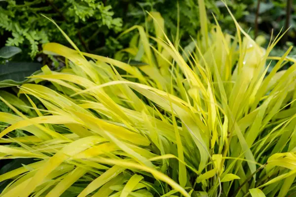 Hakonechloa macra 