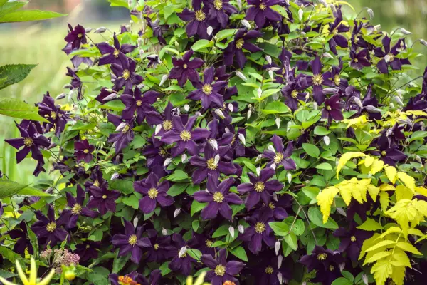 Clematis for every spot - Clematis ‘Romantika’