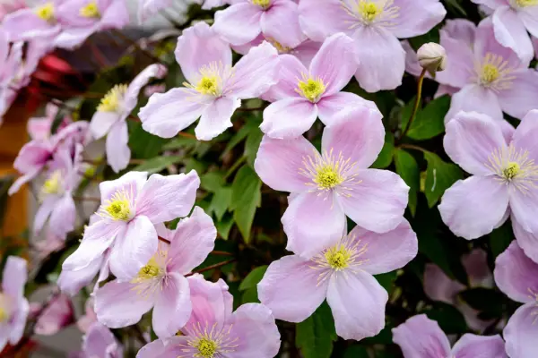 Clematis for every spot - Clematis montana