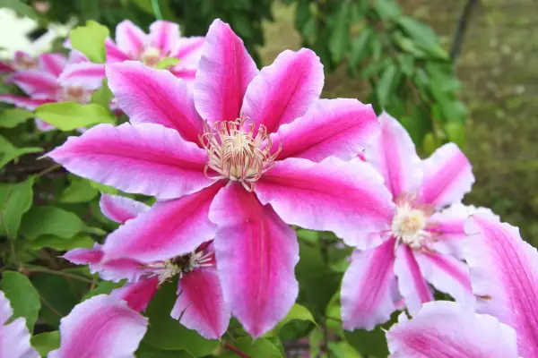 Clematis for every spot - Clematis 