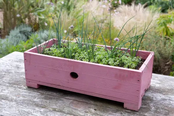 Carrot and chive container