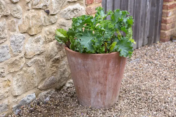 Curly kale planted with beetroot 