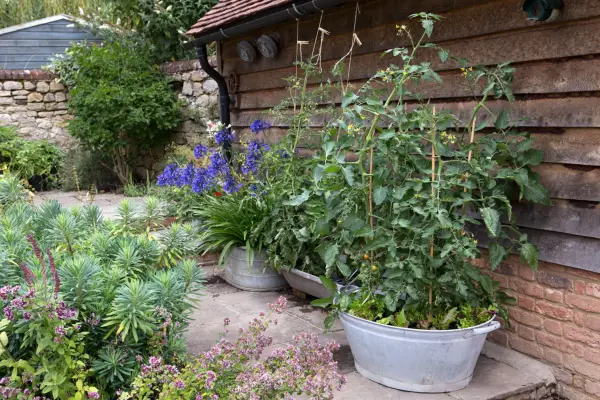 Cinq combinaisons de cultures de conteneurs